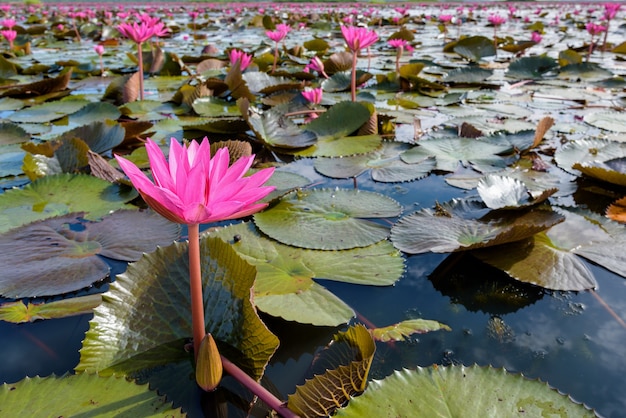 Bellissimo paesaggio naturale di molti fiori di loto rosso, primo piano red indian water lily o nymphaea lotus nello stagno al thale noi waterfowl reserve park, provincia di phatthalung, thailandia