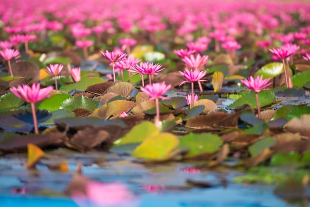 Beautiful Nature Landscape red Lotus sea in the morning, Thailand