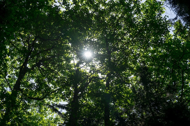 太陽光線と霧の春の森の朝の美しい自然