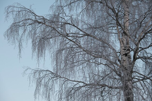 Photo beautiful nature of the north, natural landscape with large trees in frosty winter. birch tree