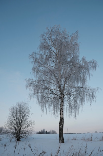 北の美しい自然、凍るような冬の大きな木々のある自然の風景。白樺の木