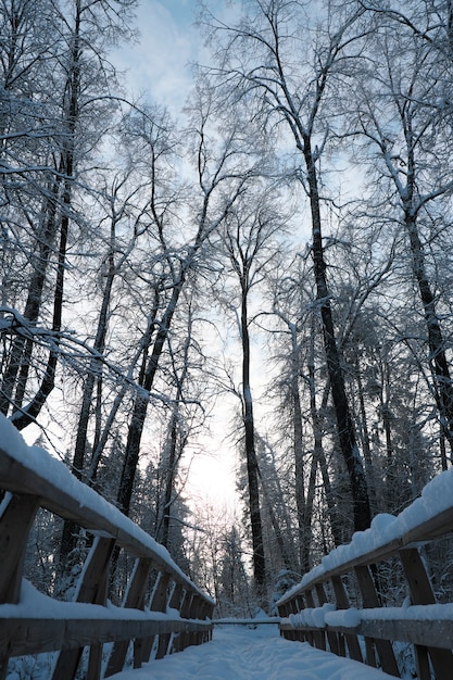 写真 北の美しい自然、凍るような冬の大きな木々のある自然の風景