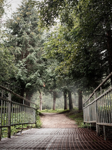 Beautiful nature. pathway in the misty pine forest