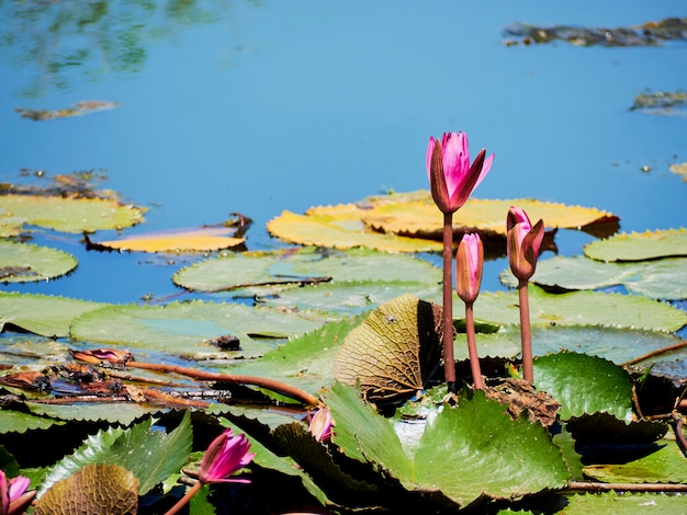 美しい自然ピンクの睡蓮の花や蓮の花と蓮の植物、湖や池の水面に蓮の葉