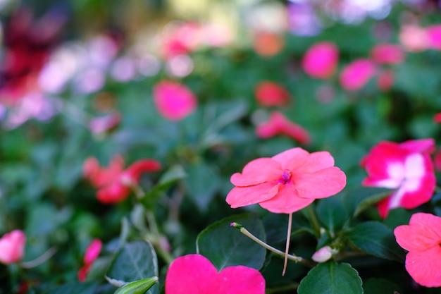 美しい自然自然の庭にピンクの花。