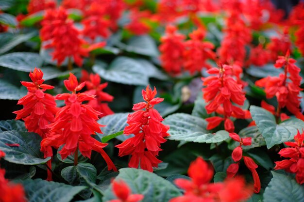 Beautiful nature red flower for background