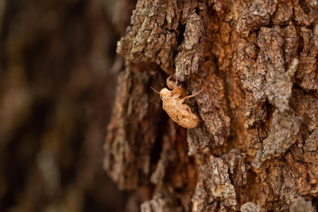 아름다운 자연 장면 매크로 매미는 나무에 털갈이 매미가 성인 곤충으로 자랍니다.