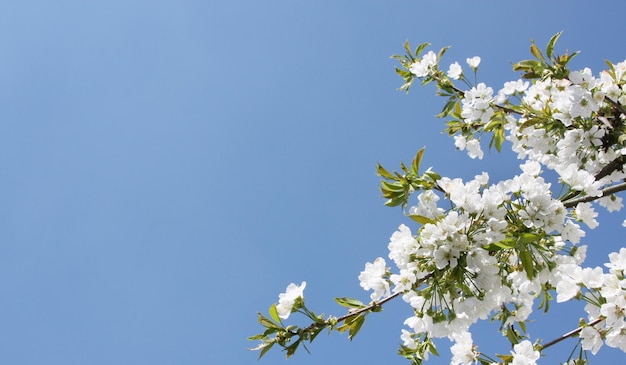 Beautiful nature scene with blooming flowers tree