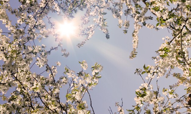 Beautiful nature scene with blooming flowers tree