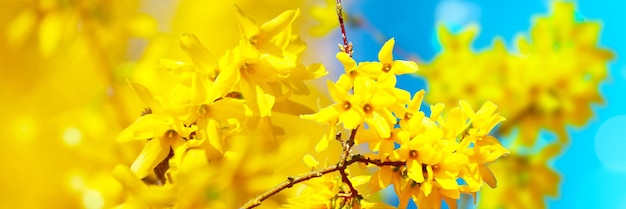 Beautiful nature scene with blooming flowers tree