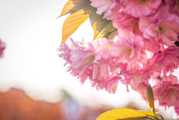 봄에 꽃이 피는 분홍색 사쿠라 나무와 함께 아름다운 자연 풍경