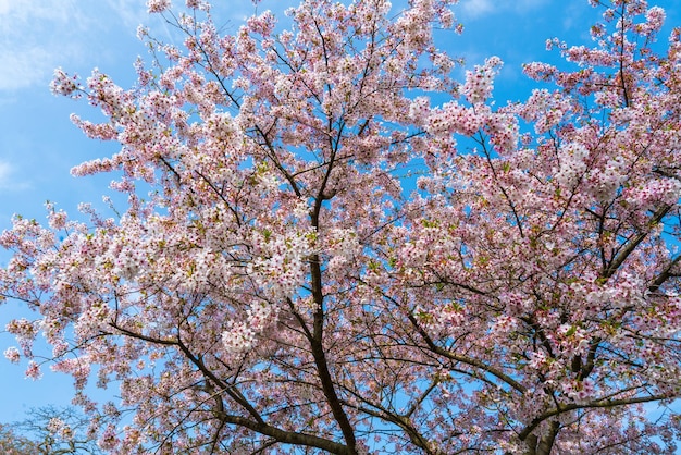 Beautiful nature scene with blooming tree and sun flare Spring background