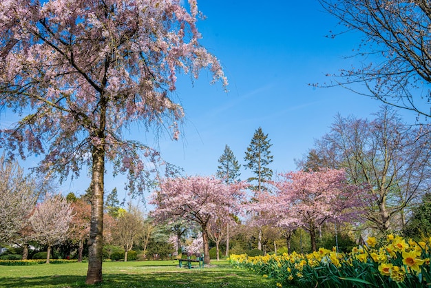 咲く木と太陽フレア春の背景を持つ美しい自然のシーン