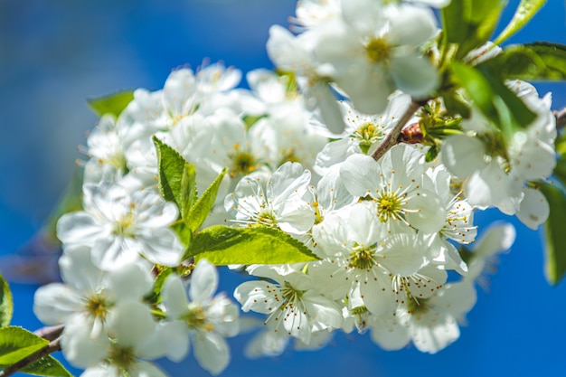 Beautiful nature scene with blooming tree and sun flare