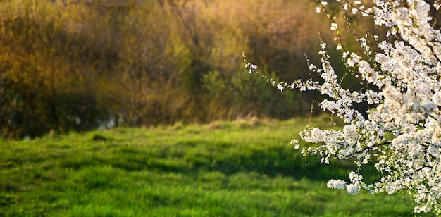 Beautiful nature scene with flowering tree and green meadow