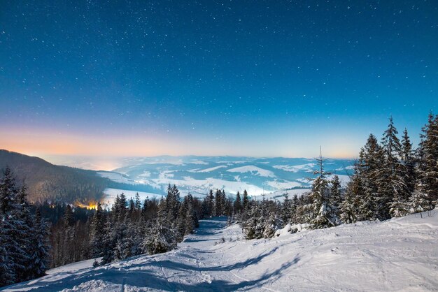 雪に覆われたモミと美しい自然の星空