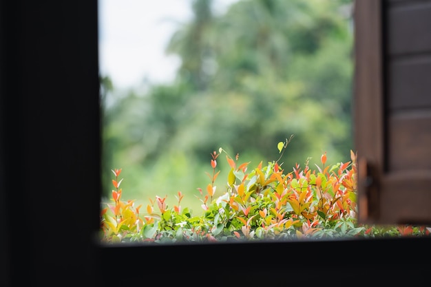 Beautiful nature through the window