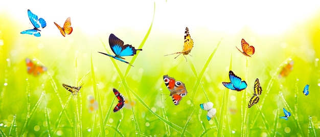Beautiful nature view of butterfly on blurred background in garden.