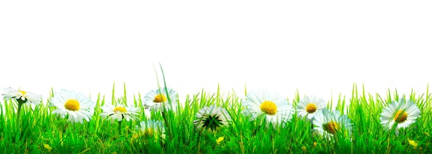 Beautiful nature view of butterfly on blurred background in garden.