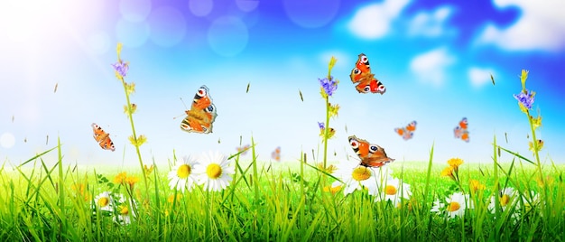 Beautiful nature view of butterfly on blurred background in garden