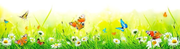 Beautiful nature view of butterfly on blurred background in garden