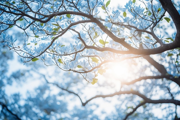 Photo beautiful nature view of flowering tree branches with sunlight under the blue sky