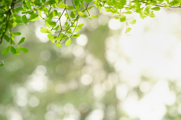 Bella foglia verde vista natura sul concetto di carta da parati ecologia sfondo verde vago.