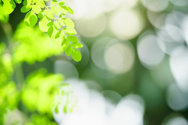 Bella natura vista foglia verde su sfondo verde sfocato sotto la luce del sole con bokeh e copia spazio utilizzando come sfondo piante naturali paesaggio ecologia carta da parati concetto