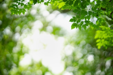 Premium Photo | Beautiful nature view green leaf on blurred greenery  background under sunlight with bokeh and copy space