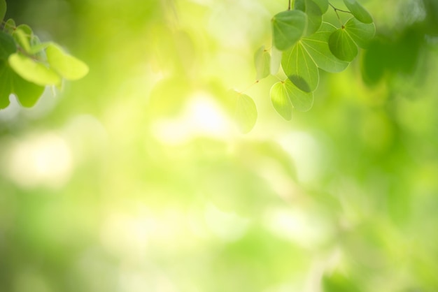 Bella natura vista foglia verde su sfondo verde sfocato sotto la luce del sole con bokeh