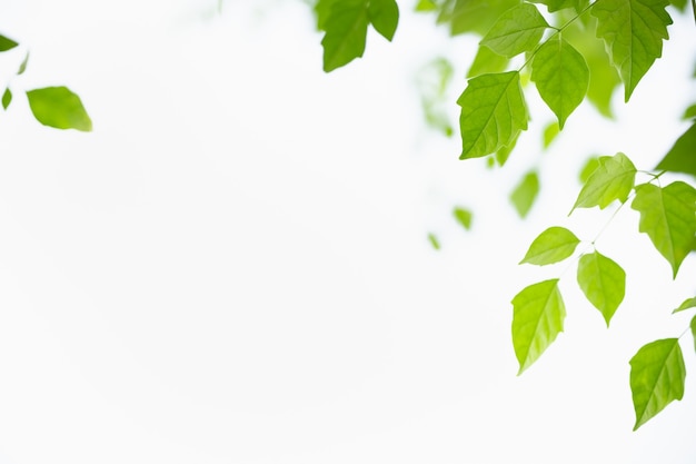 아름다운 자연은 복사 공간이 있는 햇빛 아래 하늘 배경에 있는 녹색 잎을 볼 수 있습니다.