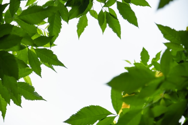 美しい自然は、背景の自然植物の風景、エコロジーの壁紙の概念を使用してコピースペースで白い空の背景に緑の葉を表示します。