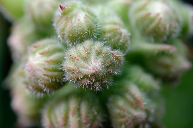 beautiful needles on flowers