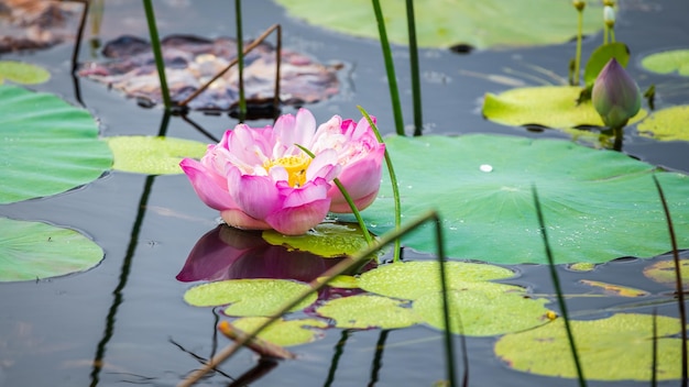 아름다운 Nelumbo nucifera 꽃이 물 위로 솟아올라 연꽃 잎과 함께 뜬다