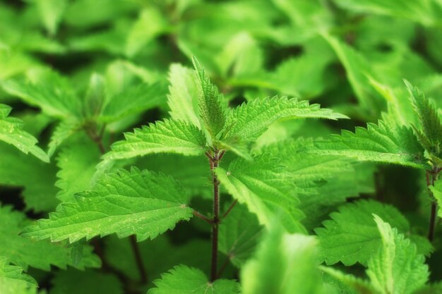 Beautiful nettles as flora close up