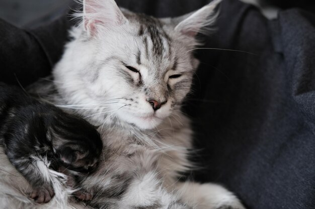 Beautiful newborn Maine Coon kittens with closed eyes Cute pet blind kitten with mother