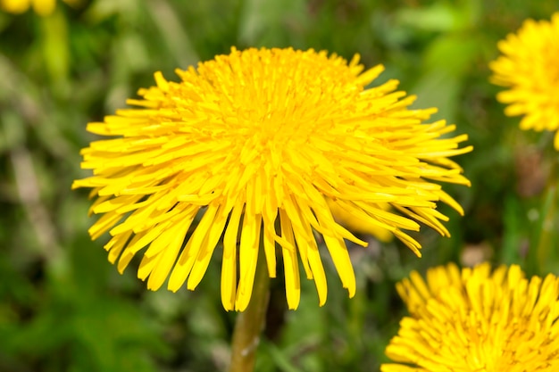 春の牧草地に美しく新しく育った黄色いタンポポの花