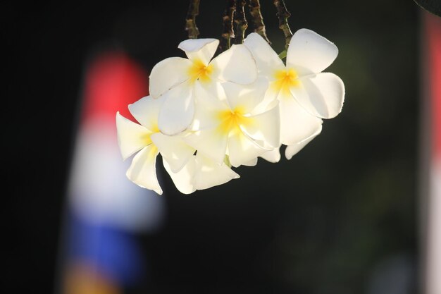 beautiful and nice white plumeria flower