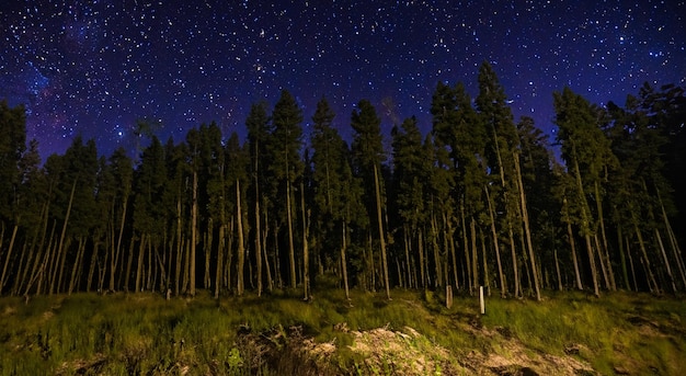 Beautiful night forest with a starry sky