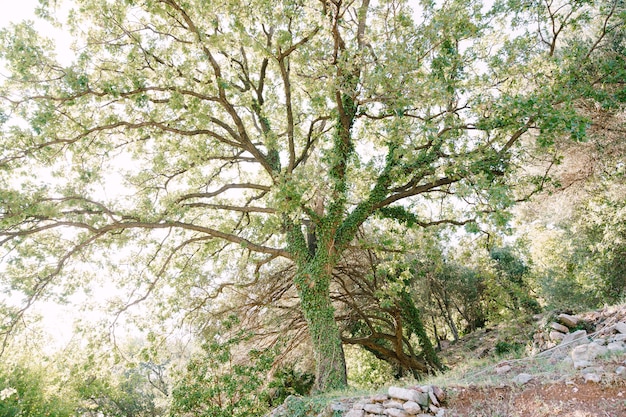 Foto bella quercia al tramonto, la grande quercia alla luce del sole dell'edera cade attraverso i rami della quercia