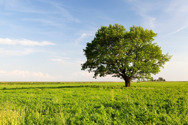 Beautiful oak tree with green foliage on a background of blue sky and green grass under the crown