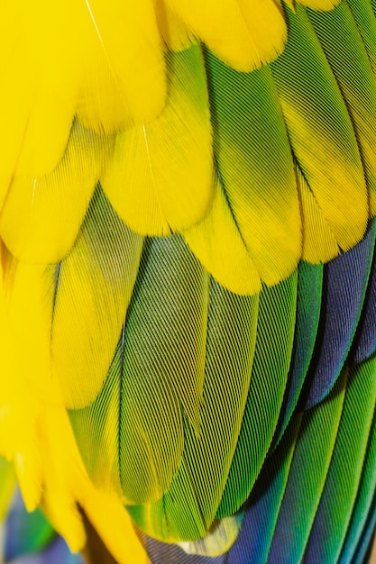 Фото Красивое перо птицы