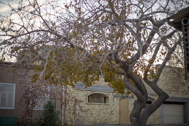 beautiful old tree in historical Cit Khiva the Khoresm agricultural oasis Citadel