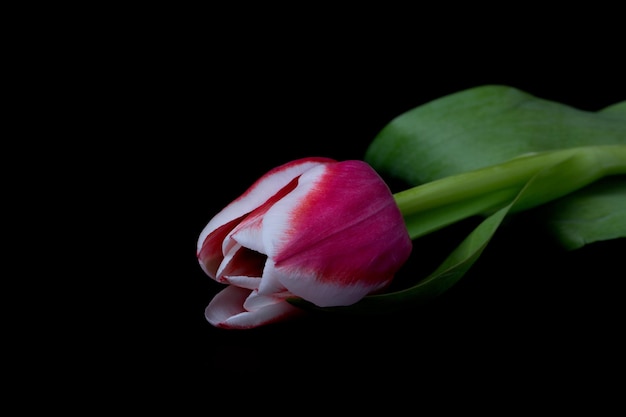 A beautiful one pink tulip on a black background