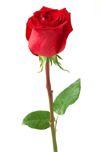 beautiful one red rose i