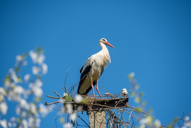 Bella cicogna bianca ciconia ciconia su uno sfondo di cielo blu