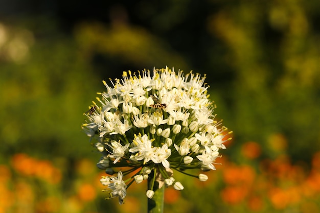 Bellissimo fiore di cipolla in un campo, foto orizzontale