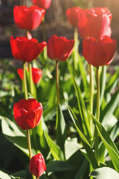 Beautiful open scarlet red tulips closeup in a flower bed. Flower background.