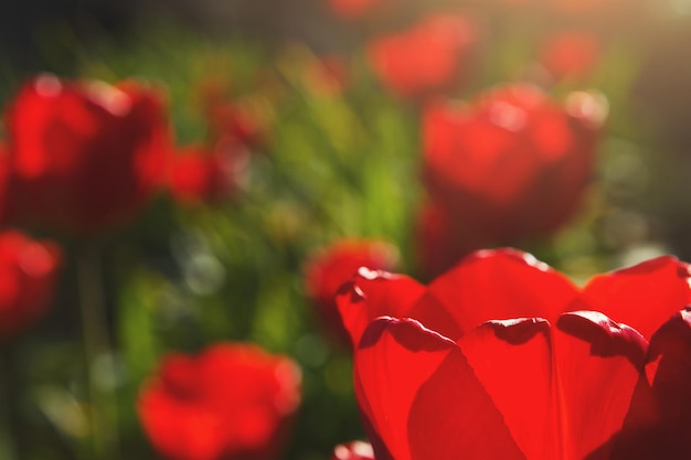 Beautiful open scarlet red tulips closeup in a flower bed. Flower background.