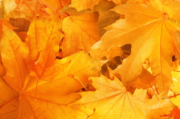 Beautiful orange autumn leaves as background top view